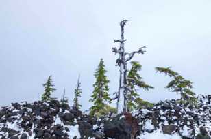 Firs of McKenzie Pass-7772 Firs of McKenzie Pass-7772